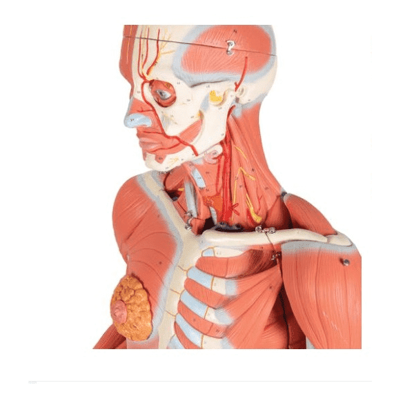 MÔ HÌNH HỆ CƠ TOÀN THÂN 45 PHẦN 1013881 3B SCIENTIFIC