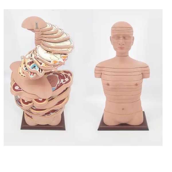 MÔ HÌNH CẮT LỚP CƠ THỂ NGƯỜI