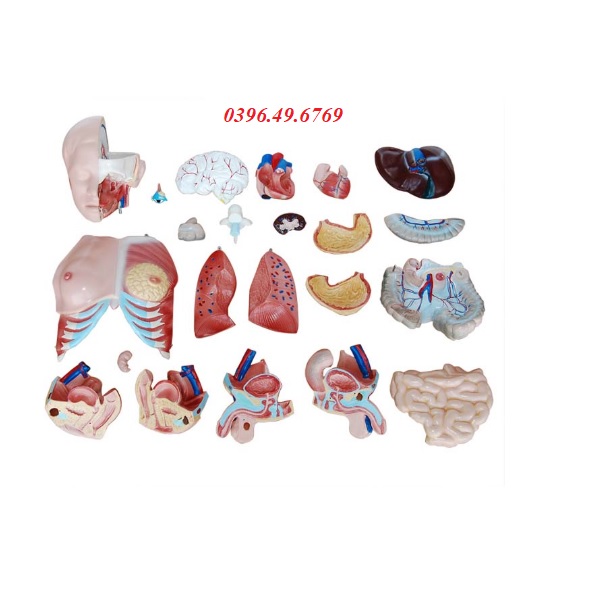 MÔ HÌNH CẤU TẠO CƠ THỂ NGƯỜI 85CM 23 PHẦN THÁO RỜI