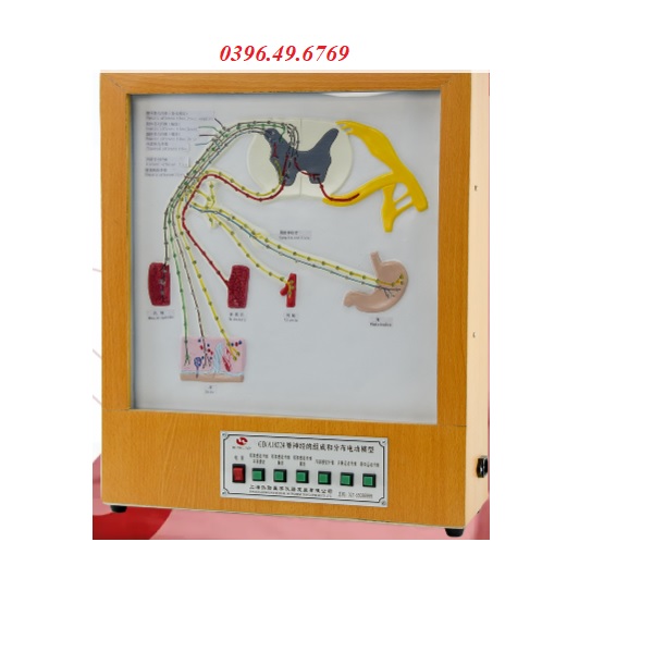 MÔ HÌNH CẤU TẠO DÂY THẦN KINH TUỶ SỐNG MODEL GD/A18224