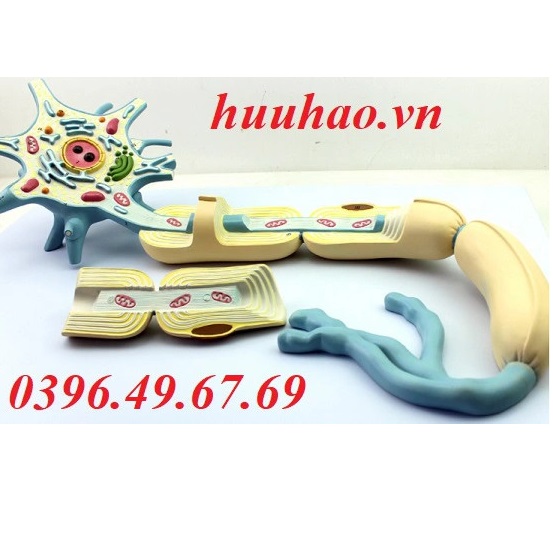 Mô hình cấu trúc hệ Neuron thần kinh