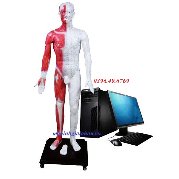 Mô hình châm cứu phát quang đa phương tiện trên cơ thể người