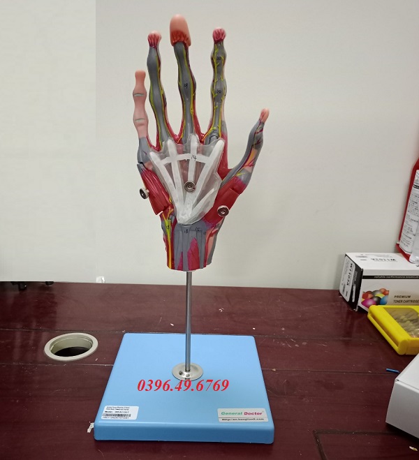 Mô hình cơ bàn tay có mạch máu và dây thần kinh GD/A11307