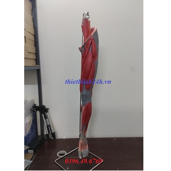 MÔ HÌNH GIẢI PHẪU HỆ CƠ CHI DƯỚI GD/A11308