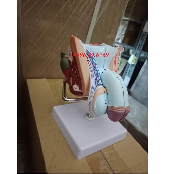 MÔ HÌNH CƠ QUAN SINH DỤC NAM CÓ ĐẾ