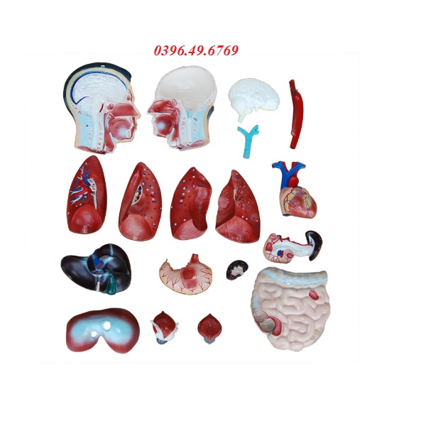 MÔ HÌNH CƠ THỂ NGƯỜI BÁN THÂN CÓ NỘI TẠNG 85CM 19 PHẦN THÁO RỜI