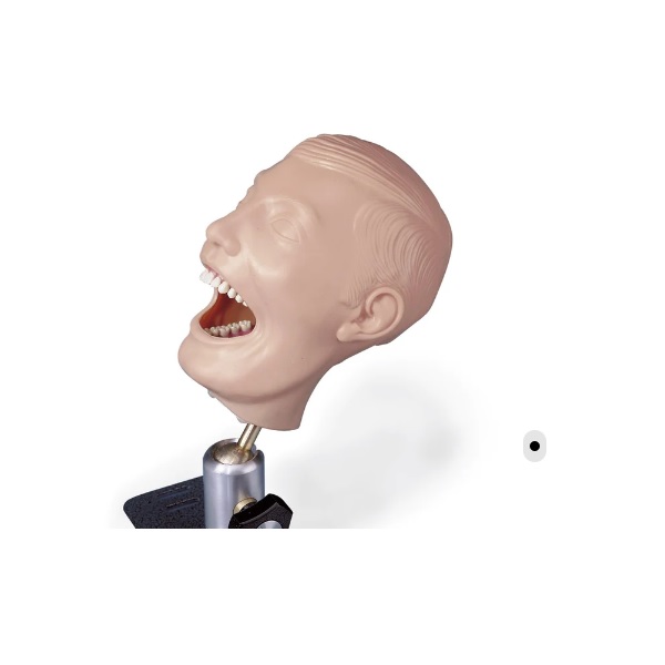 MÔ HÌNH ĐÀO TẠO CHĂM SÓC RĂNG MIỆNG SB23464U NASCO MỸ