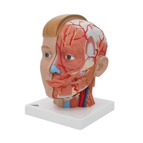 MÔ HÌNH GIẢI PHẪU ĐẦU MẶT CỔ 4 PHẦN 1000216 3B SCIENTIFIC