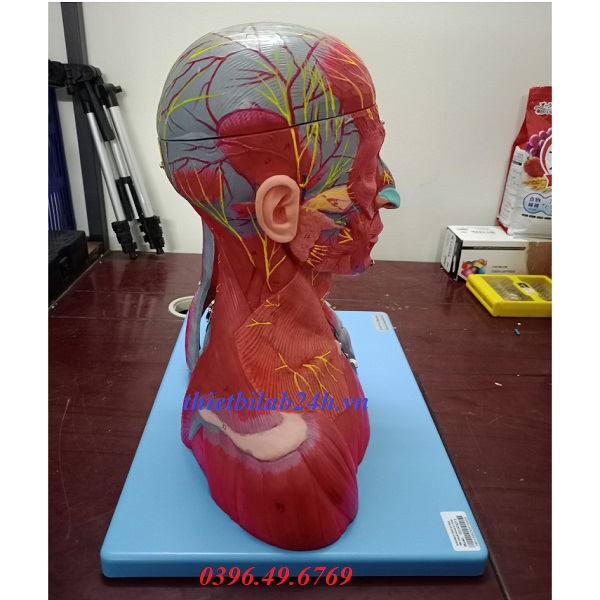 MÔ HÌNH ĐẦU MẶT CỔ CÓ MẠCH MÁU VÀ DÂY THẦN KINH GD/A18212
