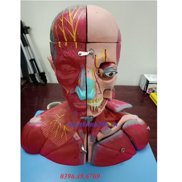 Mô hình đầu mặt cổ và dây thần kinh GD/A18212