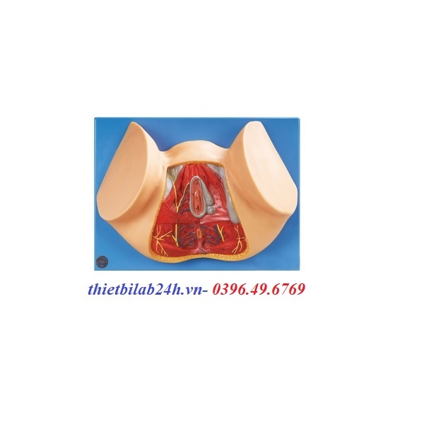 MÔ HÌNH GIẢI PHẪU ĐÁY CHẬU NỮ GD/A15113