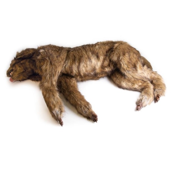 Mô hình định vị chó "Rocky" vet4630 Erler- Zimmer