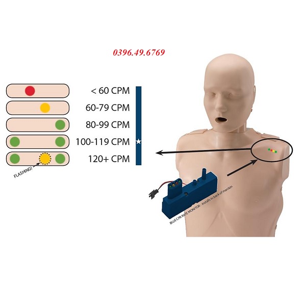 MÔ HÌNH ÉP TIM NGƯỜI LỚN CÓ ĐÈN BÁO ĐIỆN TỬ PP-AM-100M-MS