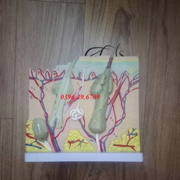 MÔ HÌNH GIẢI PHẪU CẤU TẠO DA NGƯỜI PHÓNG ĐẠI 50 LẦN VÀ 70 LẦN