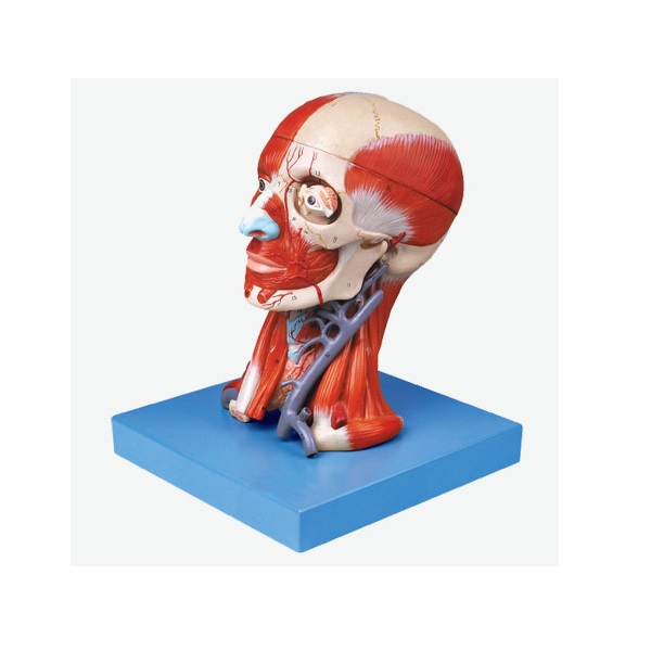 MÔ HÌNH GIẢI PHẪU CƠ ĐẦU VÀ DÂY THẦN KINH GD/A18211