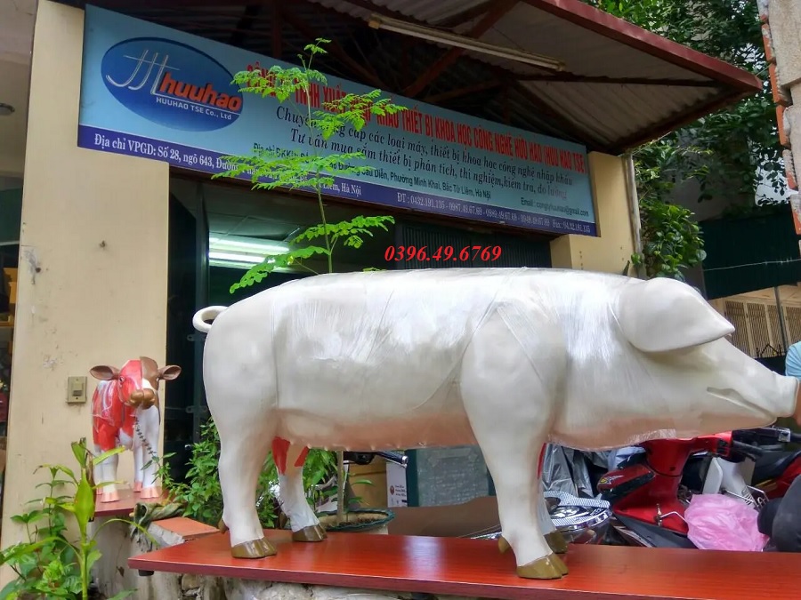 MÔ HÌNH GIẢI PHẪU CƠ THỂ LỢN SMRL20