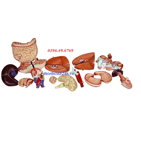 Mô hình cấu tạo cơ thể người 85cm