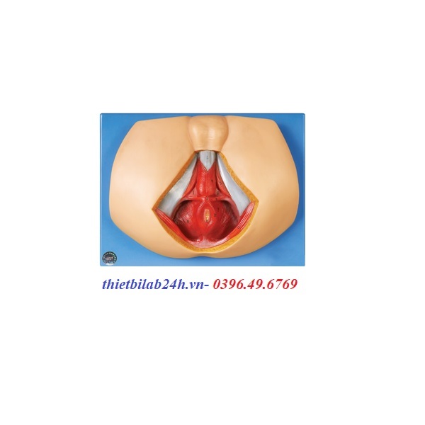 MÔ HÌNH GIẢI PHẪU ĐÁY CHẬU NAM GD/A15112