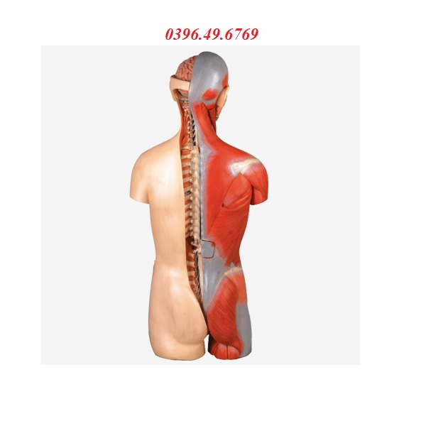 MÔ HÌNH HỆ CƠ BÁN THÂN CÓ ĐẦU GD/A10003 LƯNG MỞ 32 PHẦN