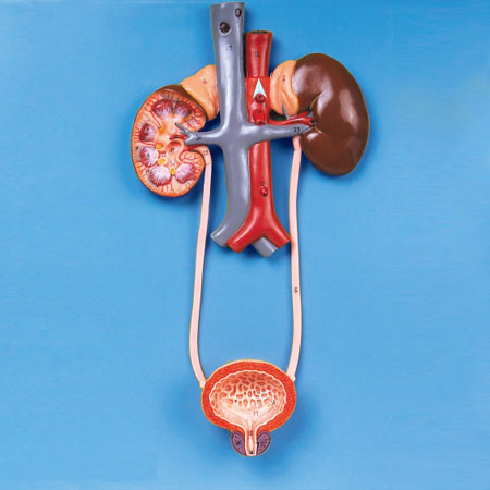 MÔ HÌNH GIẢI PHẪU HỆ TIẾT NIỆU GD/A14001 Ở NGƯỜI