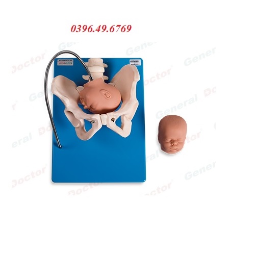 MÔ HÌNH GIẢI PHẪU KHUNG CHẬU VỚI ĐẦU THAI NHI MODEL GD/F23