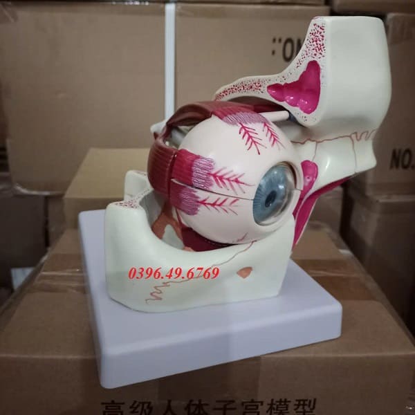 MÔ HÌNH GIẢI PHẪU MẮT/ MÔ HÌNH QUỸ ĐẠO MẮT