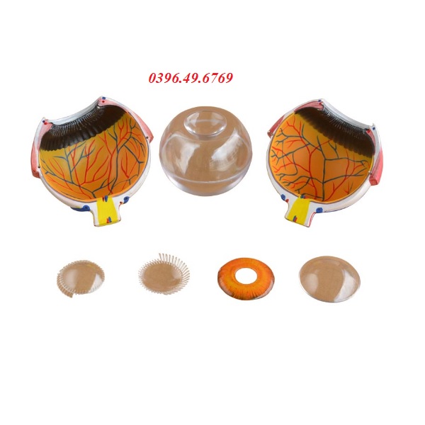 MÔ HÌNH GIẢI PHẪU MẮT/ MÔ HÌNH NHÃN CẦU MẮT PHÓNG ĐẠI 6 LẦN GIÁ RẺ