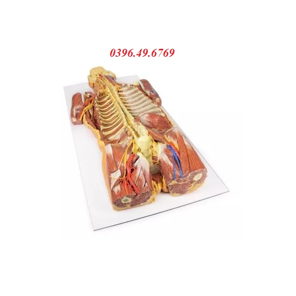 MÔ HÌNH GIẢI PHẪU 3D CƠ XƯƠNG- MẠCH MÁU- DÂY THẦN KINH MP1410 ERLER ZIMMER