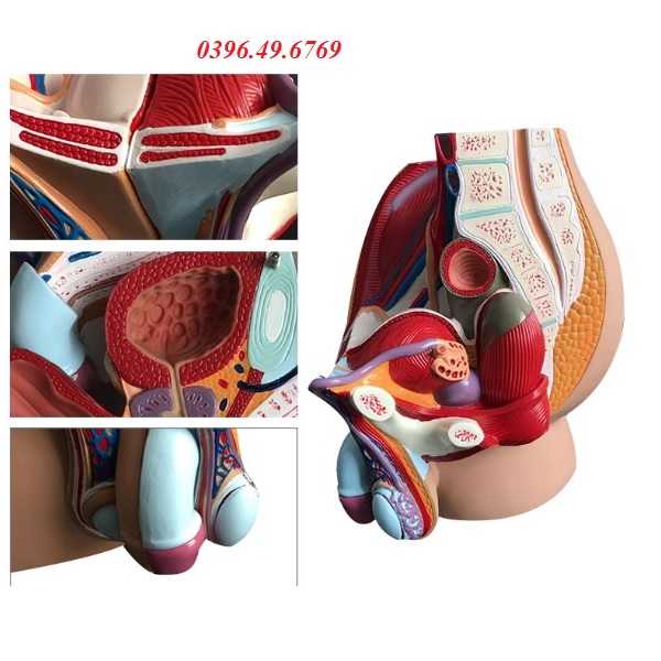 MÔ HÌNH CẮT DỌC CHẬU HÔNG NAM- MÔ HÌNH GIẢI PHẪU SINH DỤC NAM