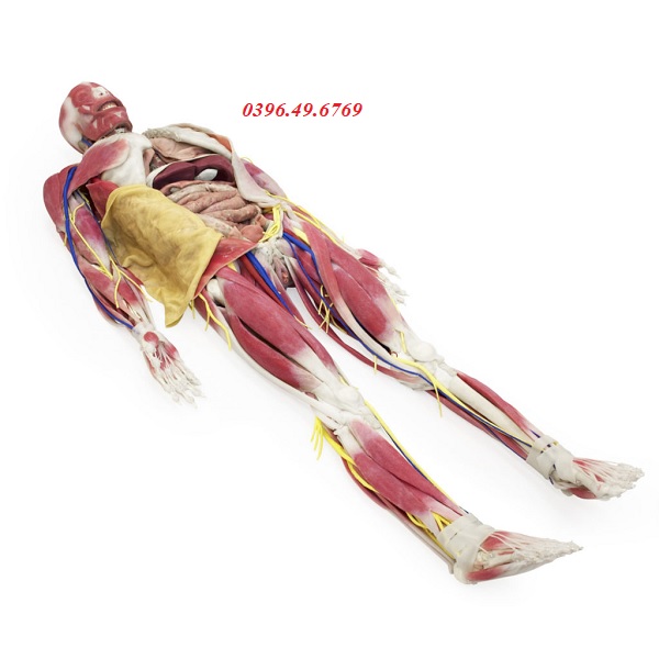 Mô hình giải phẫu cơ thể sống SynDaver® Model 101200
