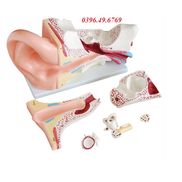 MÔ HÌNH GIẢI PHẪU TAI PHÓNG ĐẠI 5 LẦN 6 PHẦN THÁO RỜI