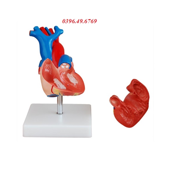 MÔ HÌNH GIẢI PHẪU TIM TỶ LỆ 1/1