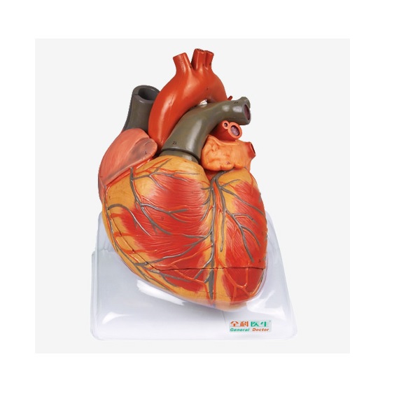 MÔ HÌNH GIẢI PHẪU TIM PHÓNG ĐẠI 4 LẦN GD/A16006