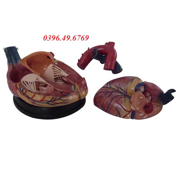 MÔ HÌNH GIẢI PHẪU TIM PHÓNG ĐẠI 4 LẦN THÁO RỜI 3 PHẦN GIÁ RẺ NHẤT