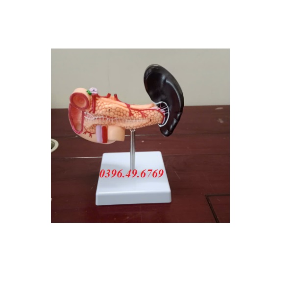 MÔ HÌNH GIẢI PHẪU TUYẾN TUỴ LÁ LÁCH VÀ TÁ TRÀNG