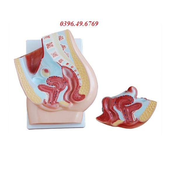 MÔ HÌNH CẮT DỌC QUA CHẬU HÔNG NỮ- MÔ HÌNH KHUNG XƯƠNG CHẬU NỮ 2 PHẦN