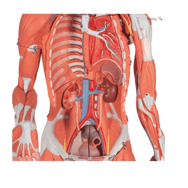 MÔ HÌNH GIẢI PHẪU - HỆ CƠ TOÀN THÂN- CƠ QUAN NỘI TẠNG 1013881 3B SCIENTIFIC