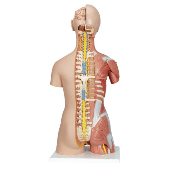 Mô hình hệ cơ bán thân có đầu 1000203 3B Scientific
