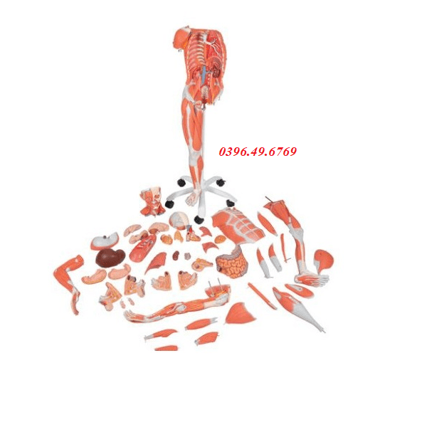 Mô hình hệ cơ toàn thân 1013881 3B Scientific