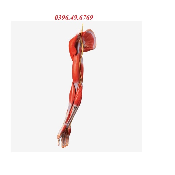 MÔ HÌNH GIẢI PHẪU CƠ CÁNH TAY 6 MẢNH GD/A11305- MÔ HÌNH HỆ CƠ XƯƠNG KHỚP CHI TRÊN GD/A11305