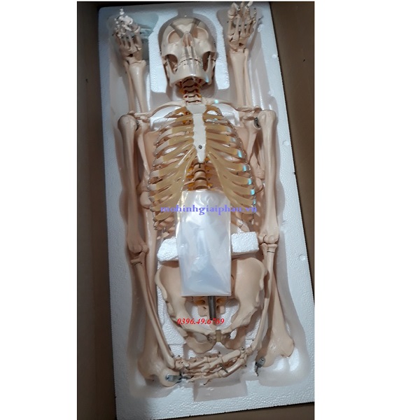 MÔ HÌNH BỘ XƯƠNG NGƯỜI KÍCH THƯỚC THẬT