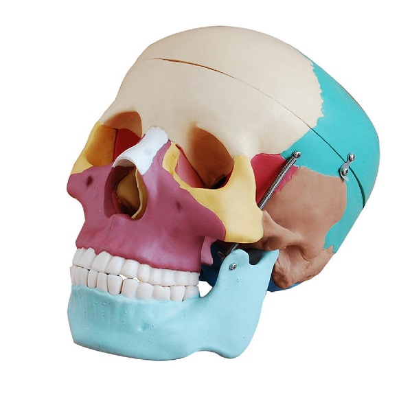 Mô hình hộp sọ người có sơn màu