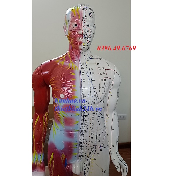 MÔ HÌNH HUYỆT VỊ CHÂM CỨU 85CM CÓ SƠN CƠ