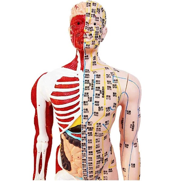 MÔ HÌNH CHÂM CỨU CƠ THỂ NGƯỜI 85CM