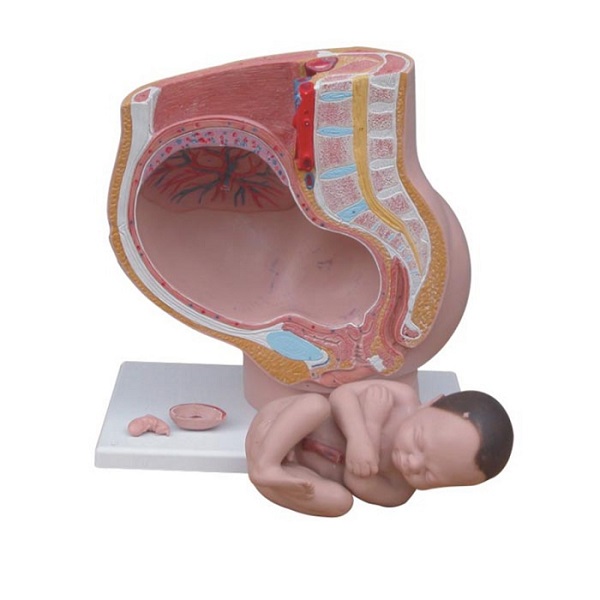 Mô hình khung chậu nữ và thai nhi