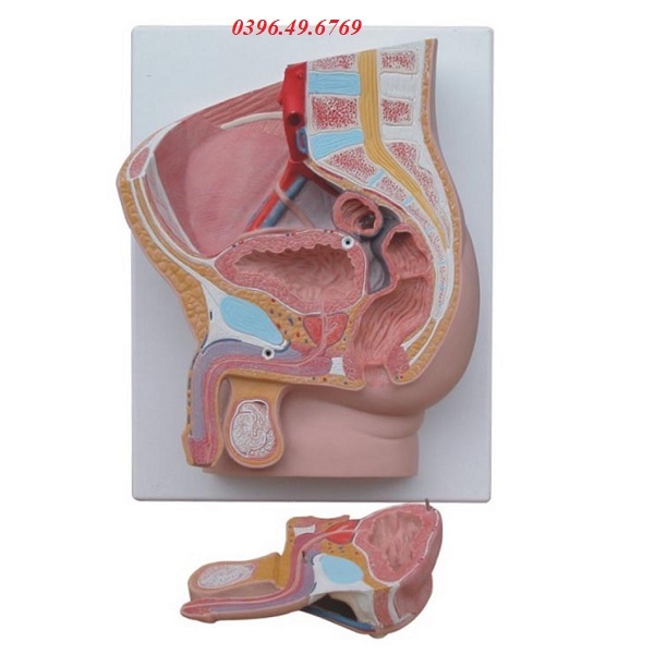 MÔ HÌNH KHUNG XƯƠNG CHẬU NAM GIỚI 2 PHẦN- GIÁ TỐT