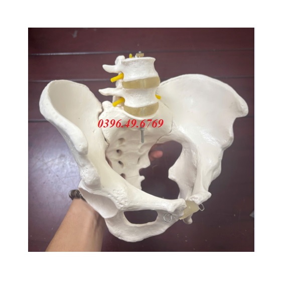 MÔ HÌNH XƯƠNG CHẬU KÍCH THƯỚC THẬT CÓ 2 ĐỐT SỐNG THẮT LƯNG