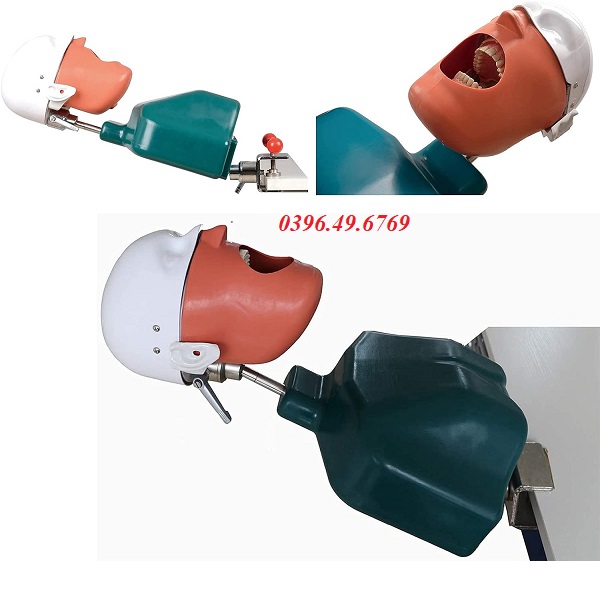 Mô hình thực hành nha khoa