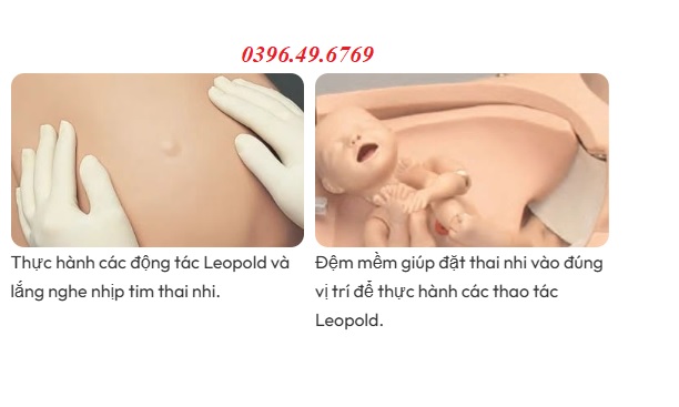 Mô hình thai nhi cho mô hình bà mẹ S552