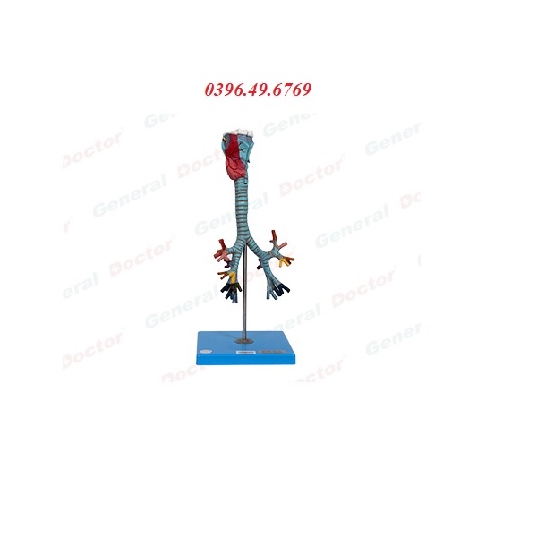 MÔ HÌNH THANH QUẢN KHÍ QUẢN VÀ PHẾ QUẢN MODEL GD/A13006